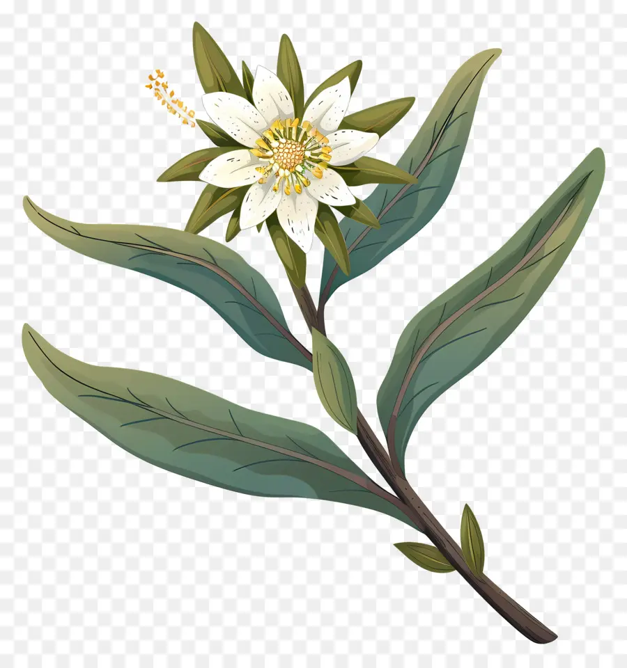 Edelweiss，Fleur Blanche PNG