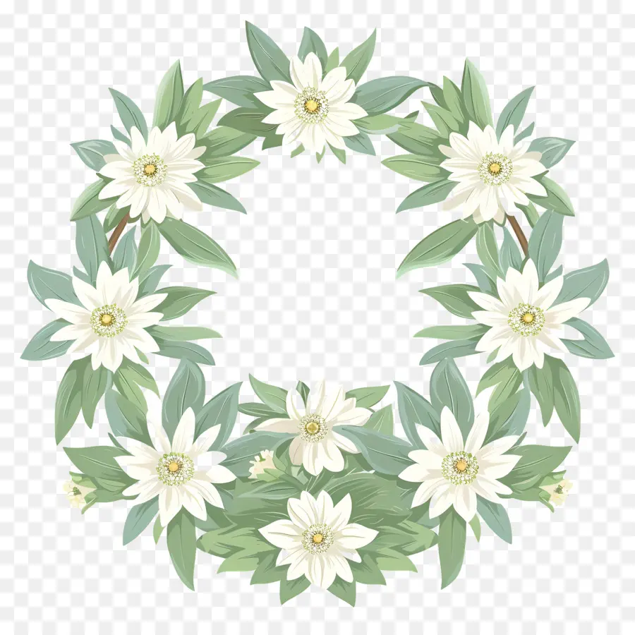 Edelweiss，Daisy Couronne PNG