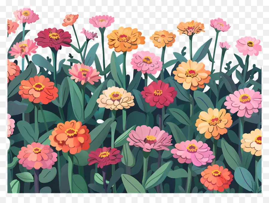 Champ De Zinnia，Fleurs Colorées PNG