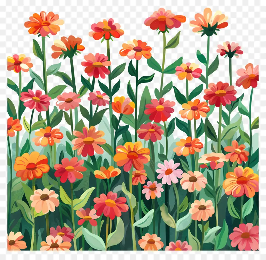 Champ Zinnia，Fleurs Colorées PNG