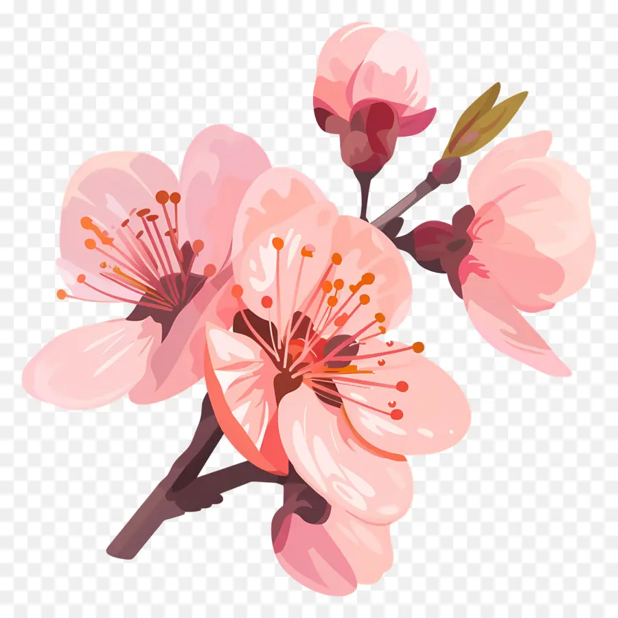 Fleur De Pêche，Arbre En Fleurs Rose PNG