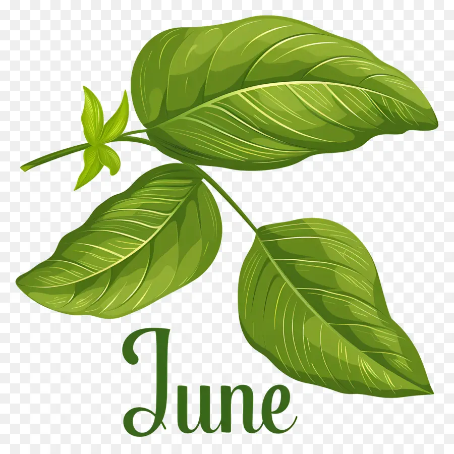 Bonjour Juin，Plante à Feuilles Vertes PNG