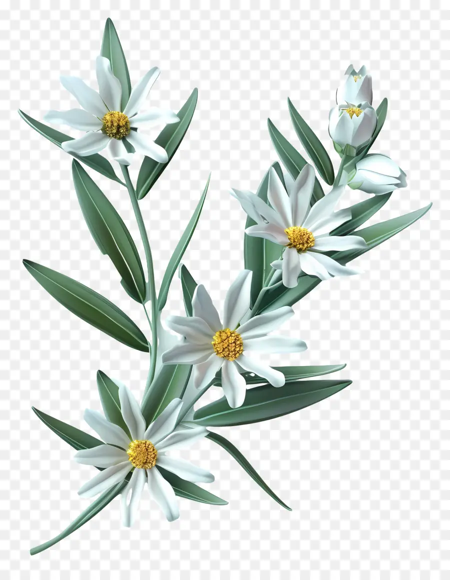 Edelweiss，Blanc Marguerites PNG