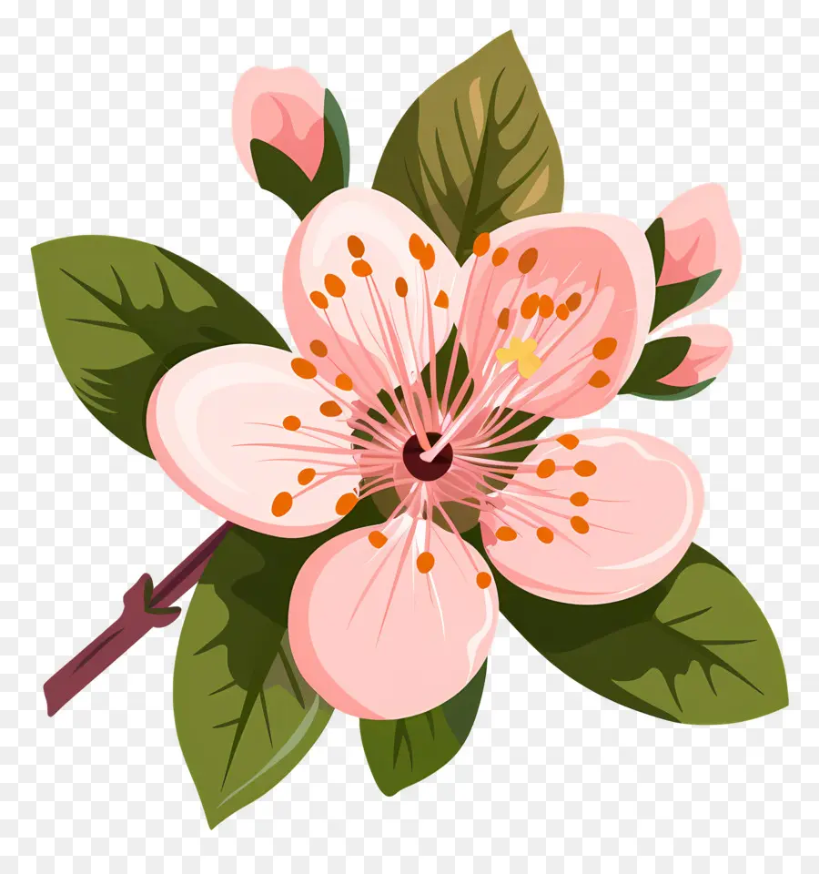 Fleur De Pêche，Fleur Rose PNG