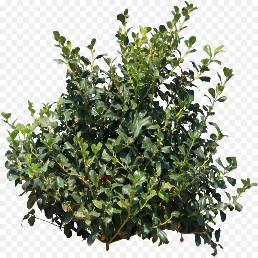 Arbuste，Bush PNG