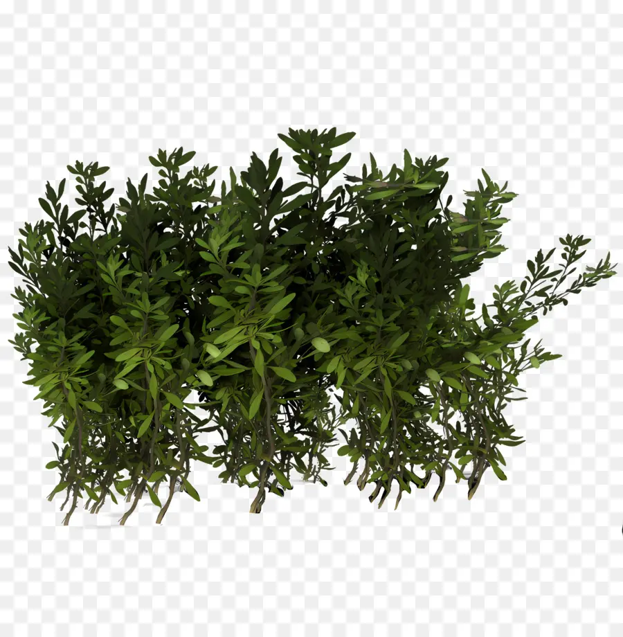 Arbuste，Plantes PNG