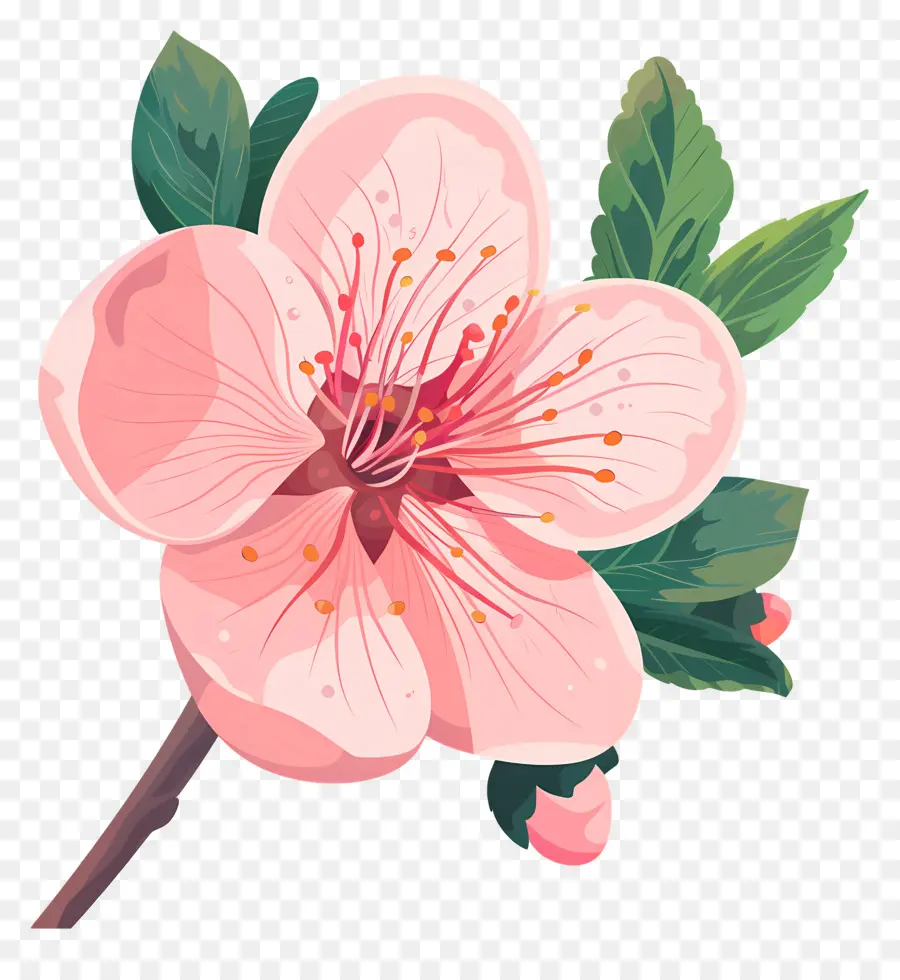Fleur De Pêche，Cerisier PNG