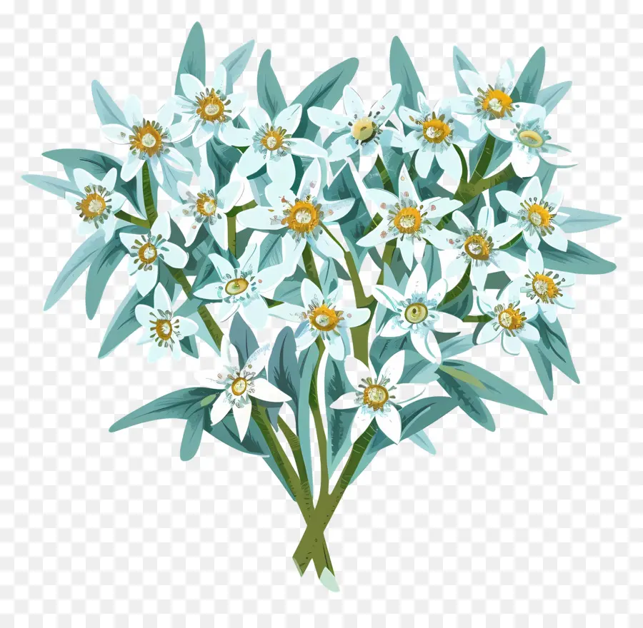 Edelweiss，Fleurs Blanches PNG