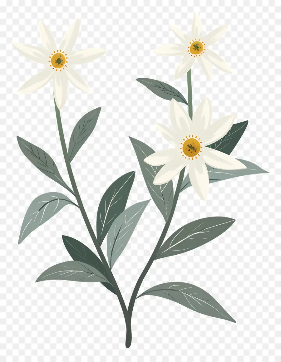 Edelweiss，Fleurs Blanches PNG