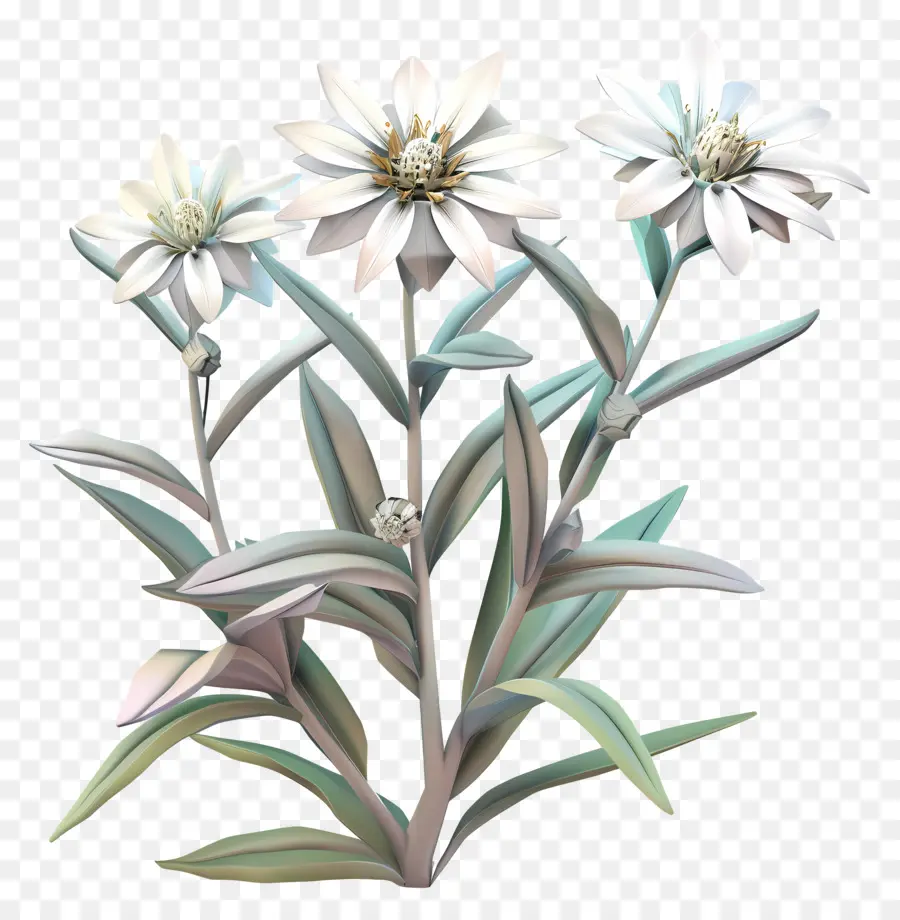 Edelweiss，Blanc Marguerites PNG