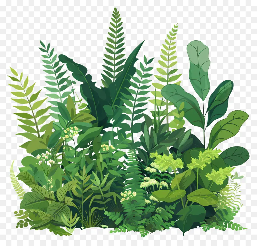 Plantes Luxuriantes，Plantes PNG