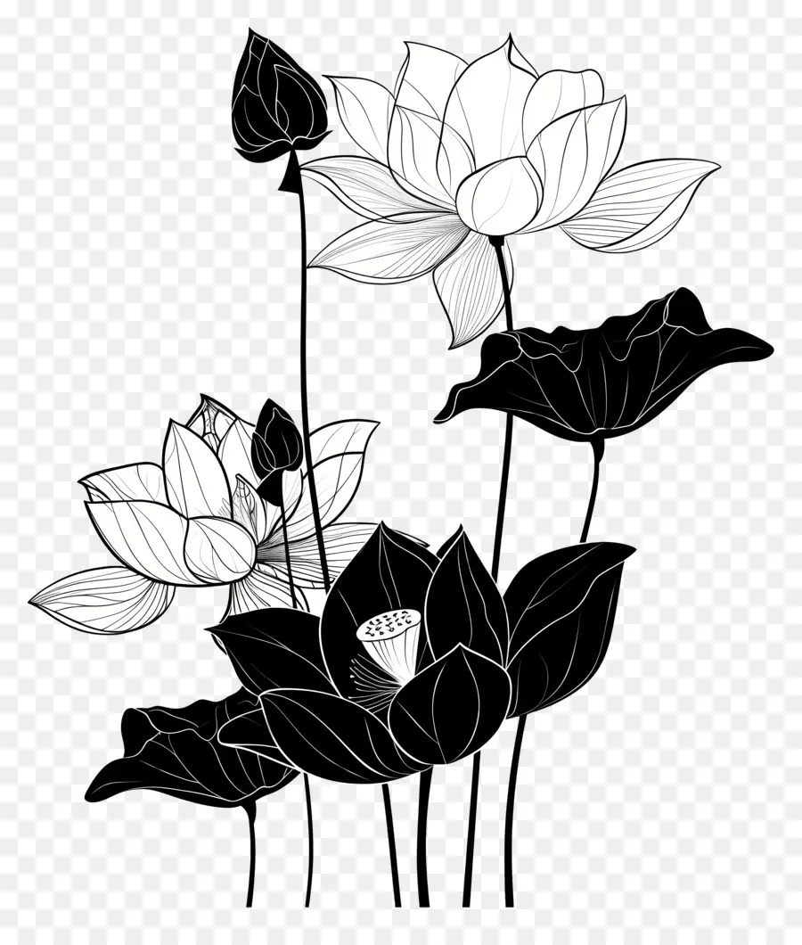 Fleurs Silhouette，Des Fleurs De Lotus PNG