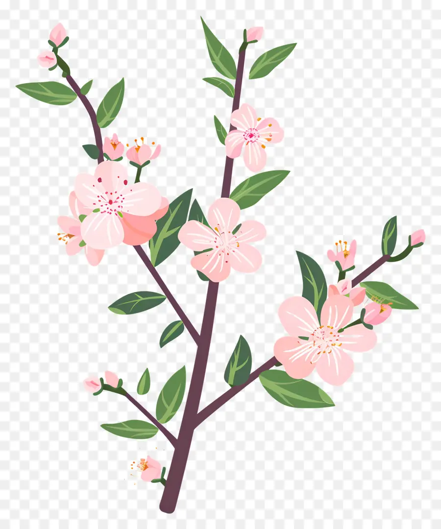 Fleur De Pêche，Fleur De Cerisier PNG