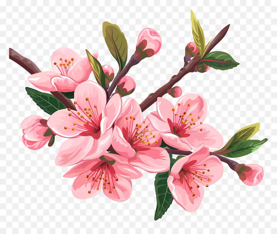 Fleur De Pêche，Cerisier En Fleur PNG