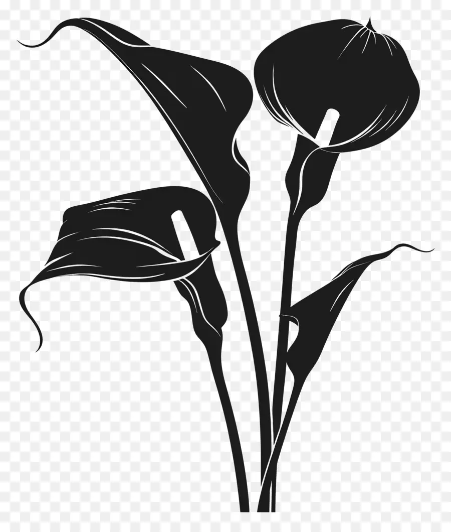 Fleurs Silhouette，Lily Calla PNG