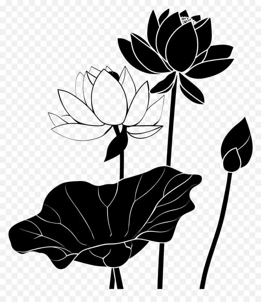 Fleurs Silhouette，Fleur De Lotus PNG