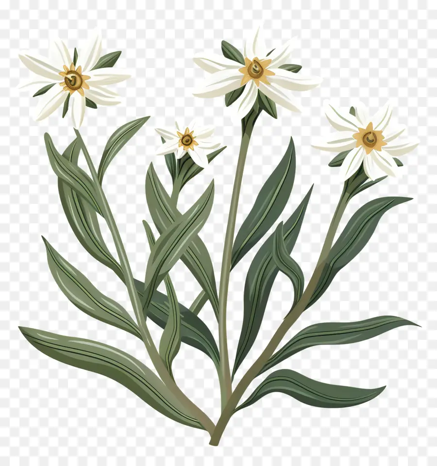 Edelweiss，Noir Et Blanc PNG