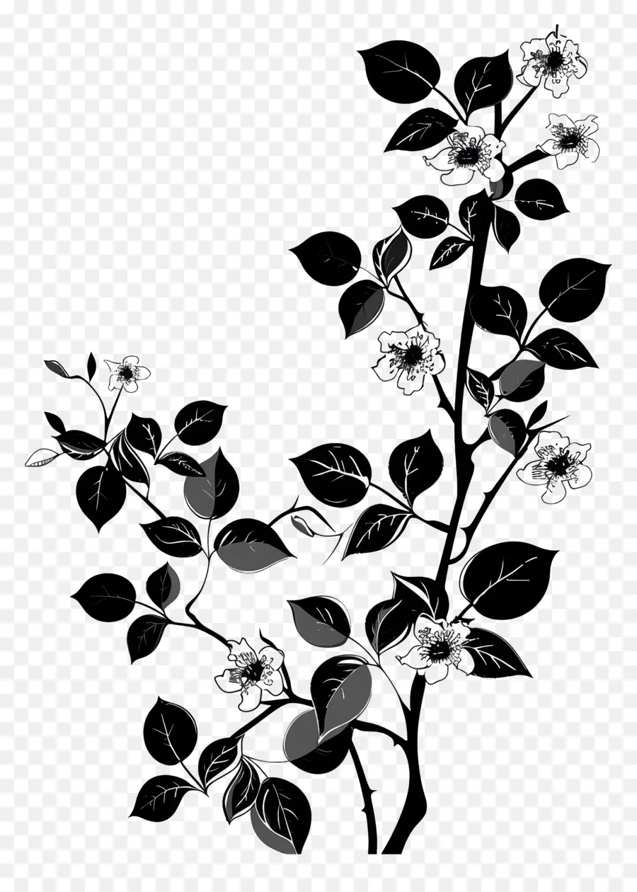 Fleurs Silhouette，Dessin Noir Et Blanc PNG