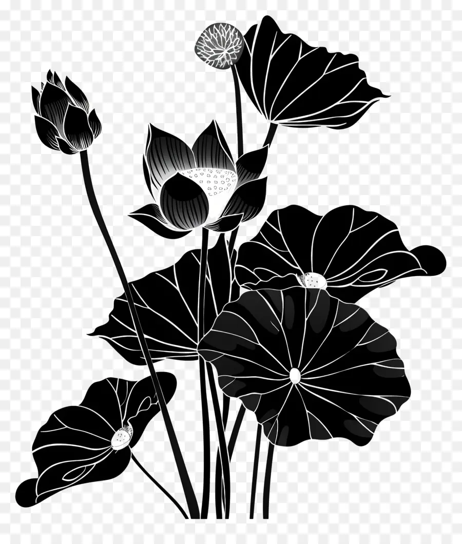 Fleurs Silhouette，Des Fleurs De Lotus PNG