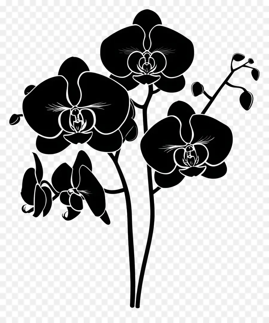 Fleurs Silhouette，Orchidées Noires PNG