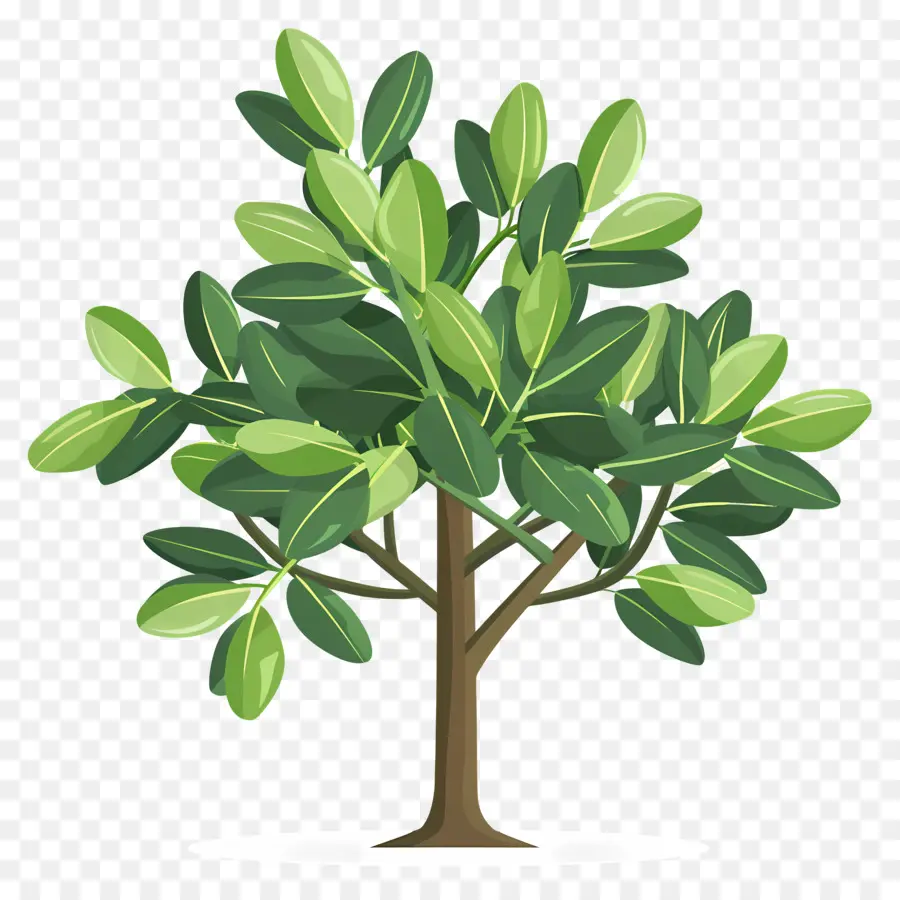 Bay Laurel Tree，Arbre PNG