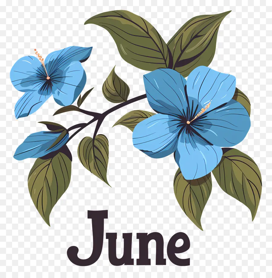 Bonjour Juin，Fleurs D'hibiscus Bleu PNG