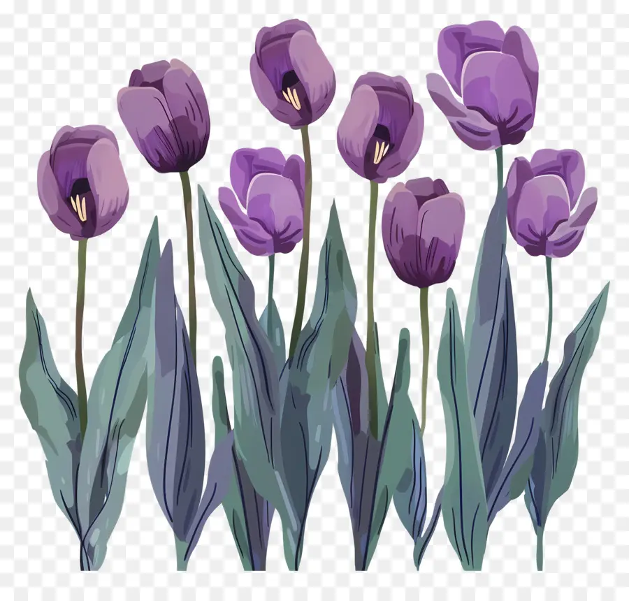Violet Tulipes，Fleurs PNG
