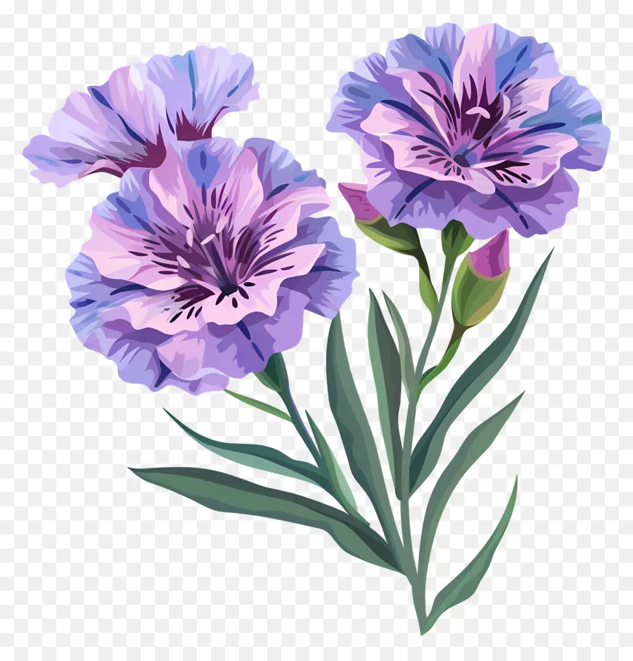 Fleur De Dianthus，Fleurs Bleues PNG