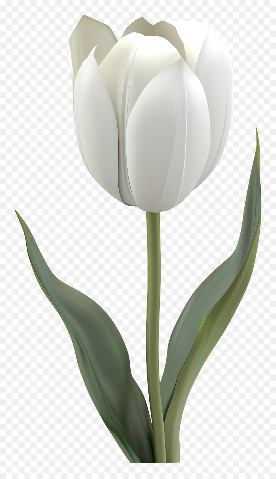 Tulipe Blanche，Fleur PNG