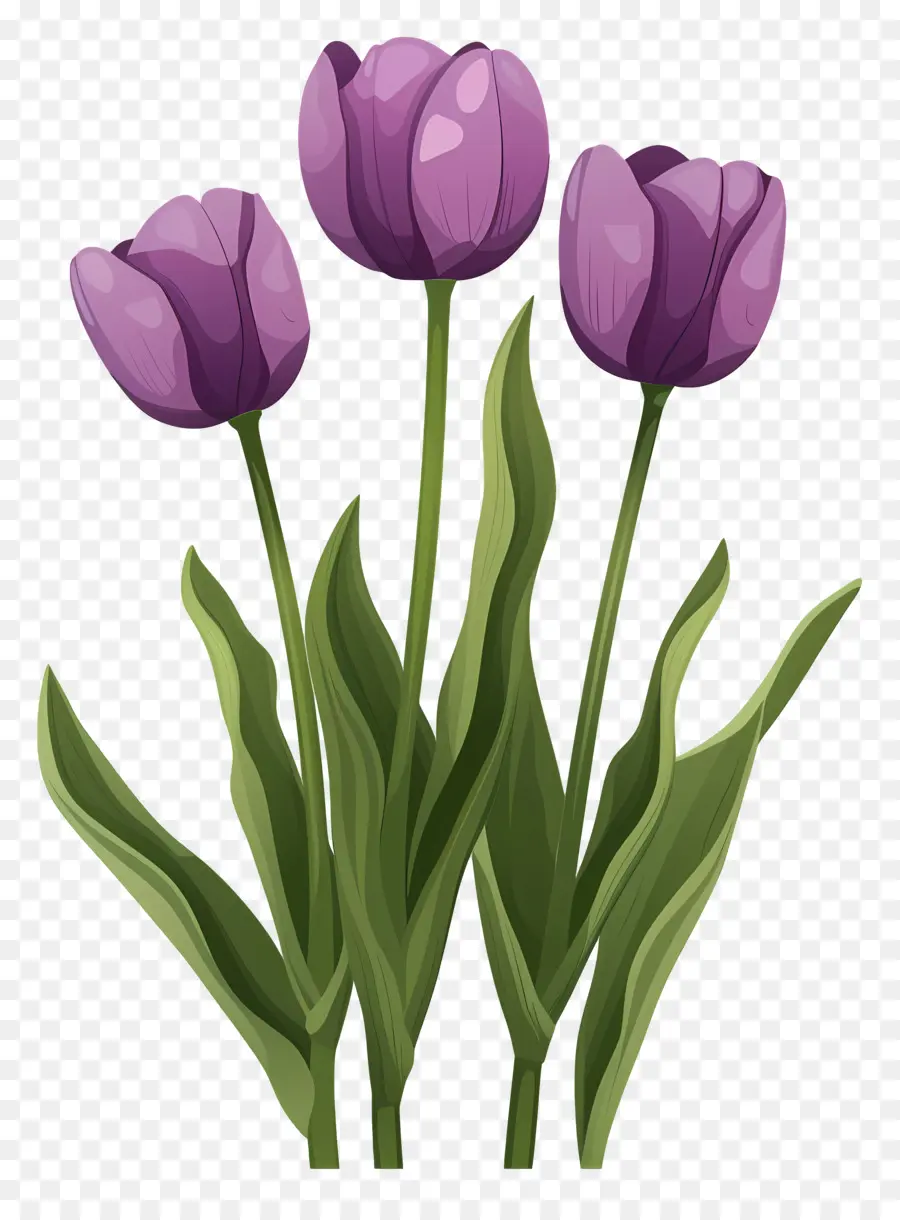 Violet Tulipes，Fleurs PNG