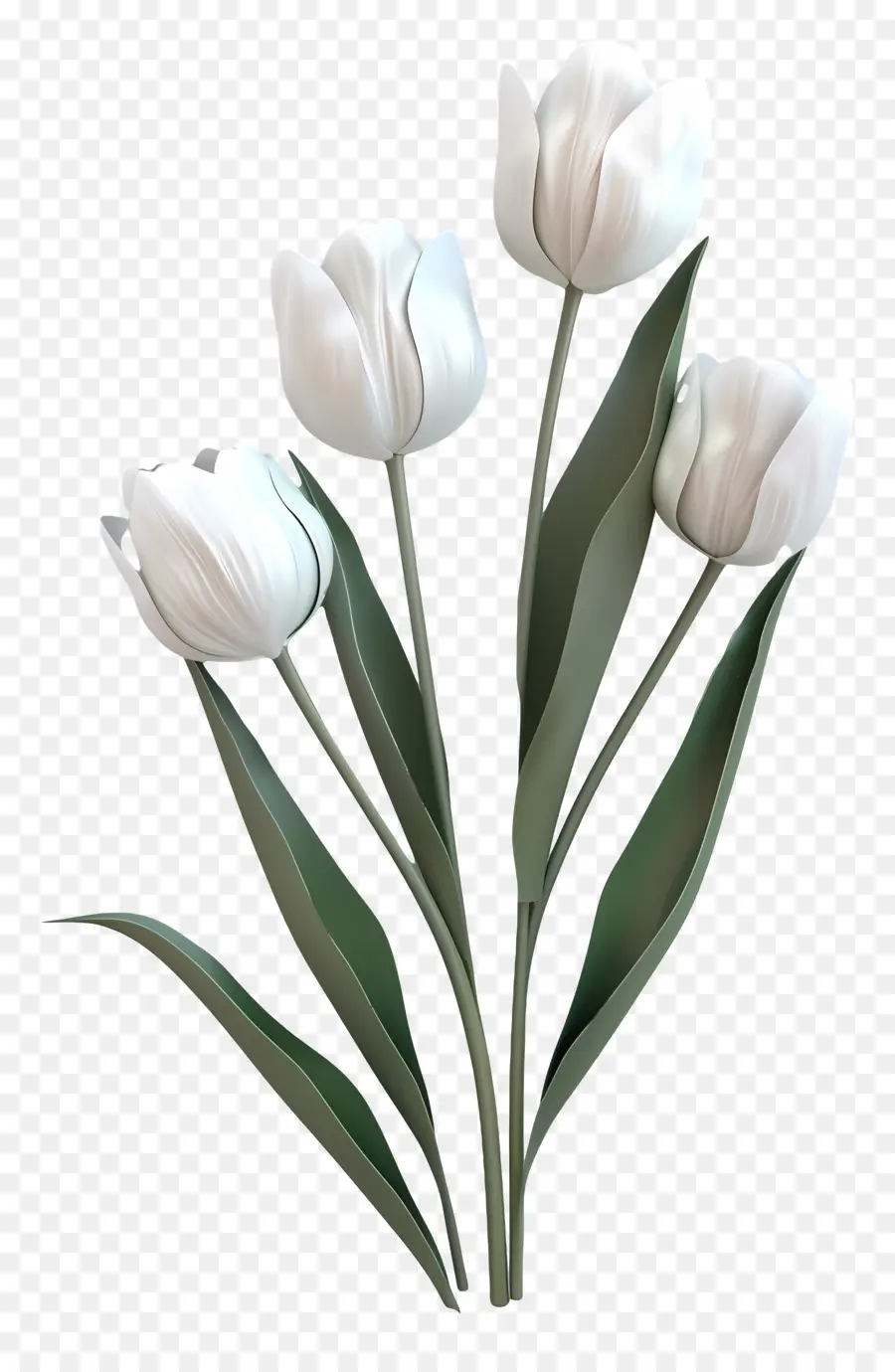 Tulipes Blanches，Tulipes PNG