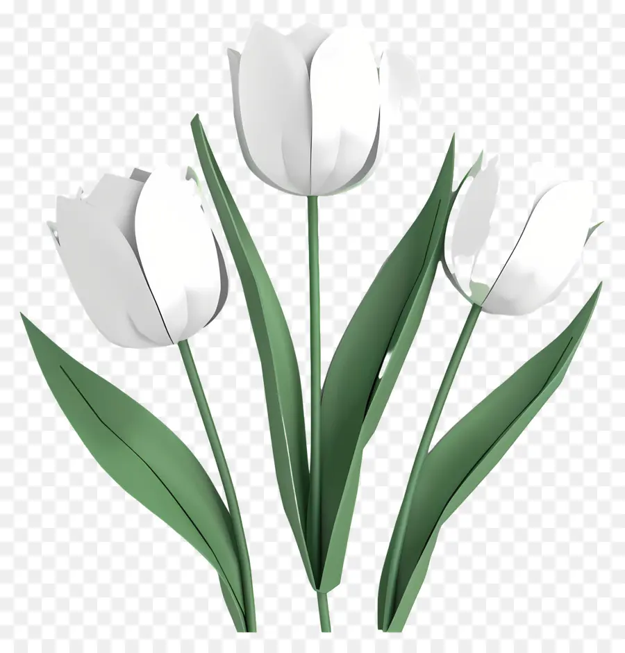 Blanc Tulipes，Tulip PNG