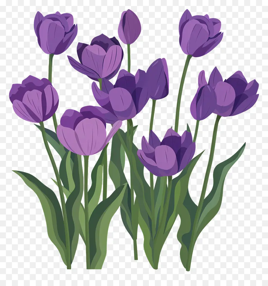 Violet Tulipes，Fleurs PNG