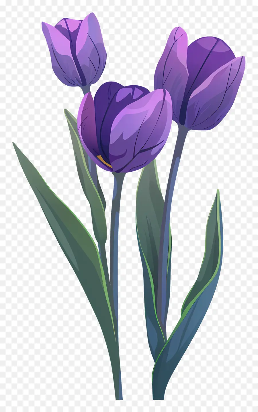 Violet Tulipes，Les Tulipes PNG