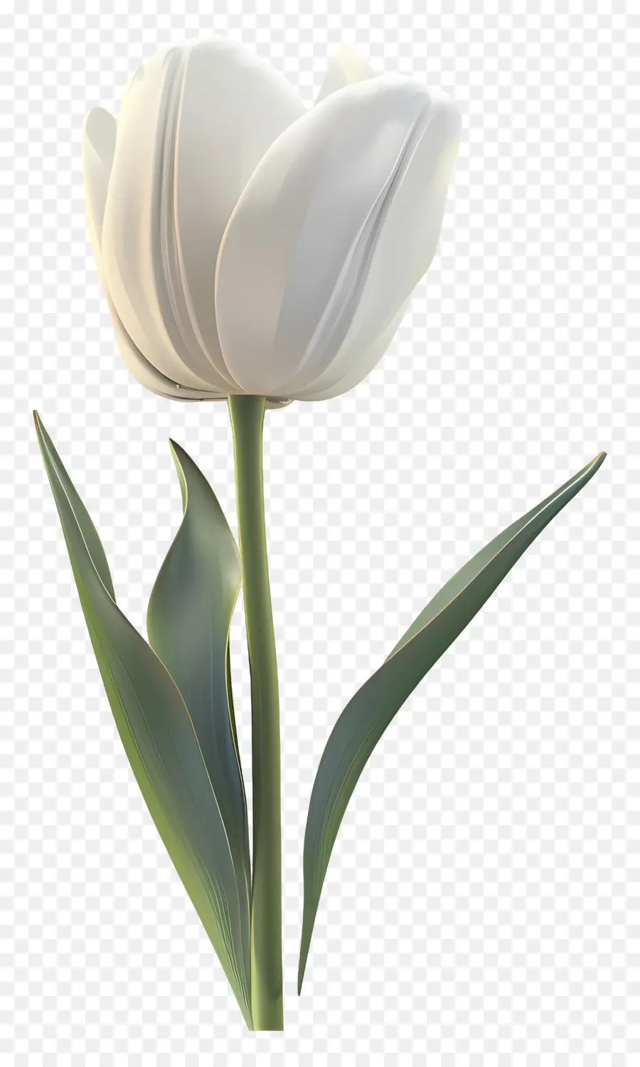 Tulipe Blanche，Tulipe En Plastique PNG