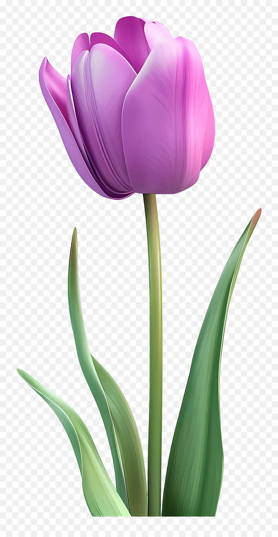 Violet Tulip，Feuilles Vertes PNG