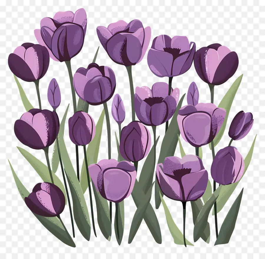 Violet Tulipes，Un Champ De Fleurs PNG