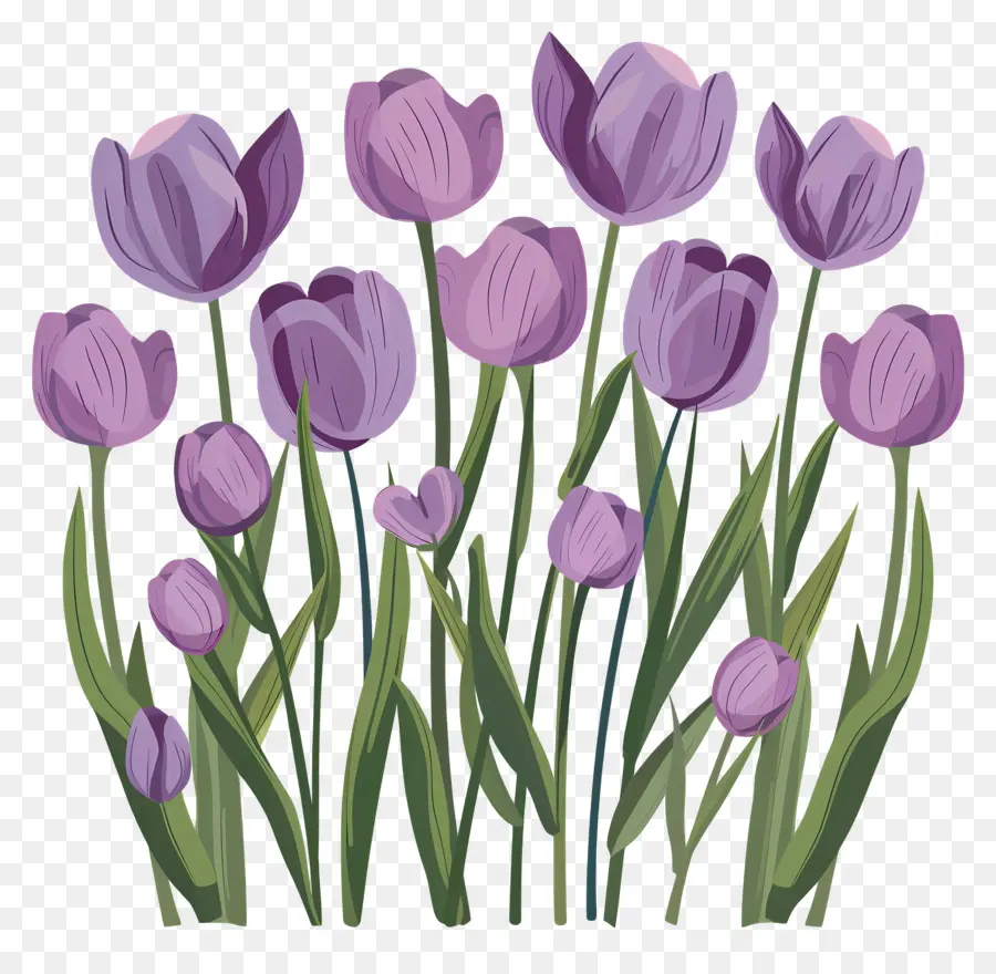 Violet Tulipes，Les Tulipes PNG