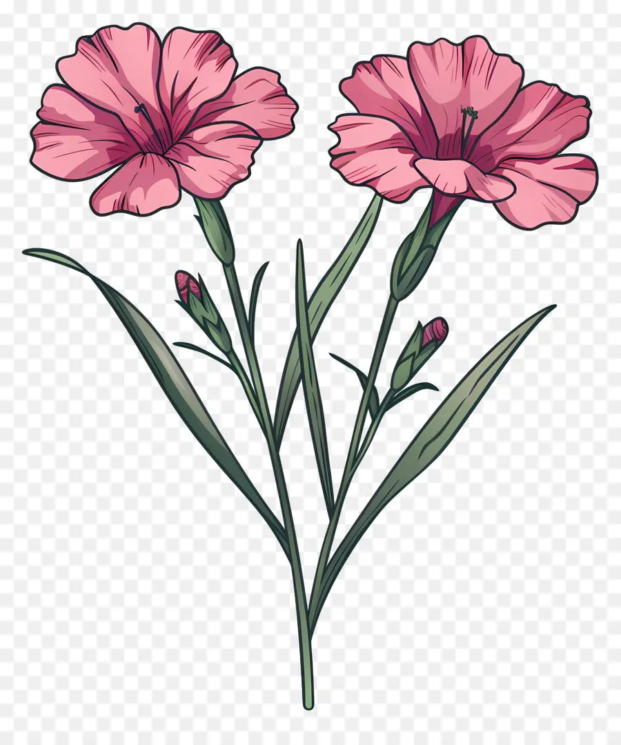 Fleur De Dianthus，Oeillet Fleurs PNG
