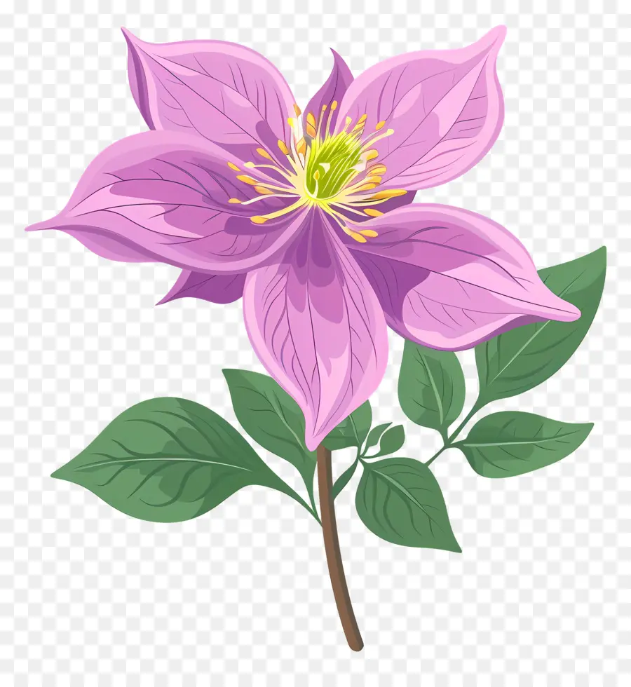 Fleur D'État De L'alaska，Clématite PNG