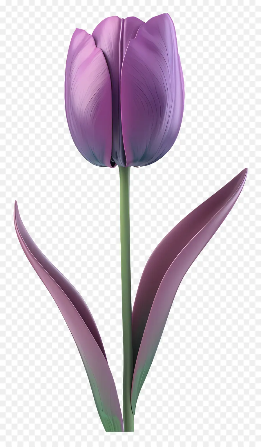 Violet Tulip，Rose Tulipe PNG