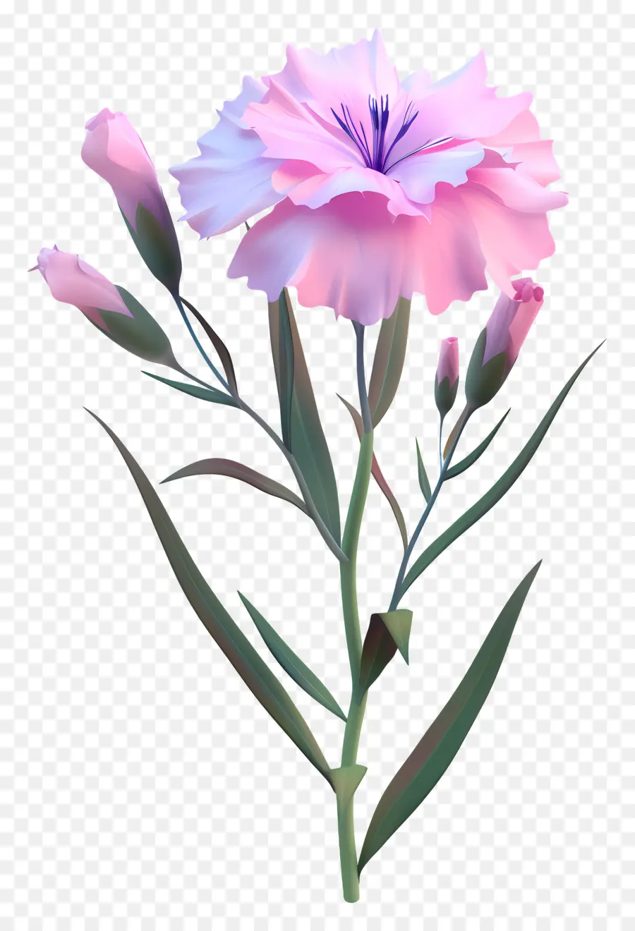 Fleur De Dianthus，Fleur PNG