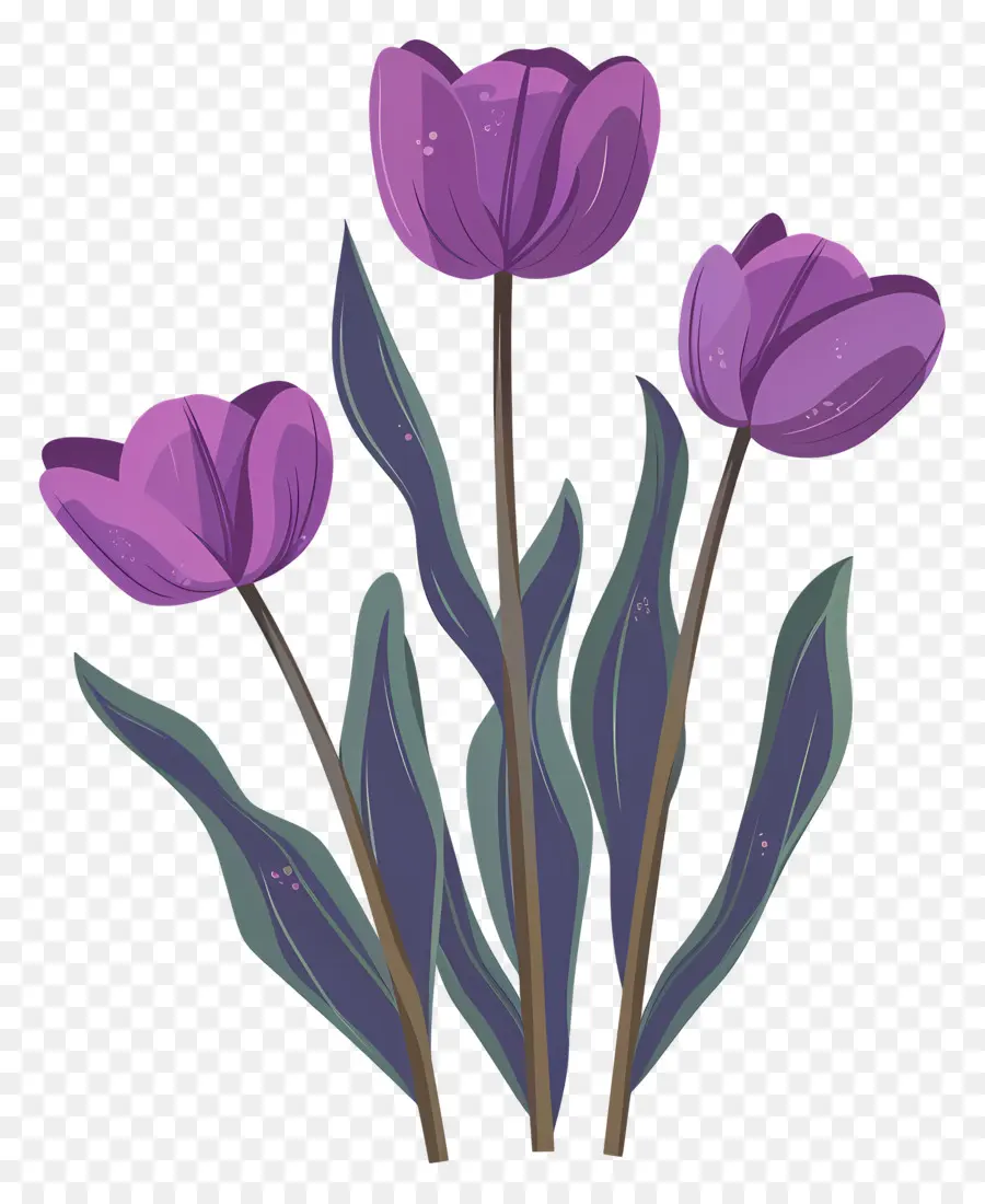 Violet Tulipes，Tulipes Roses PNG