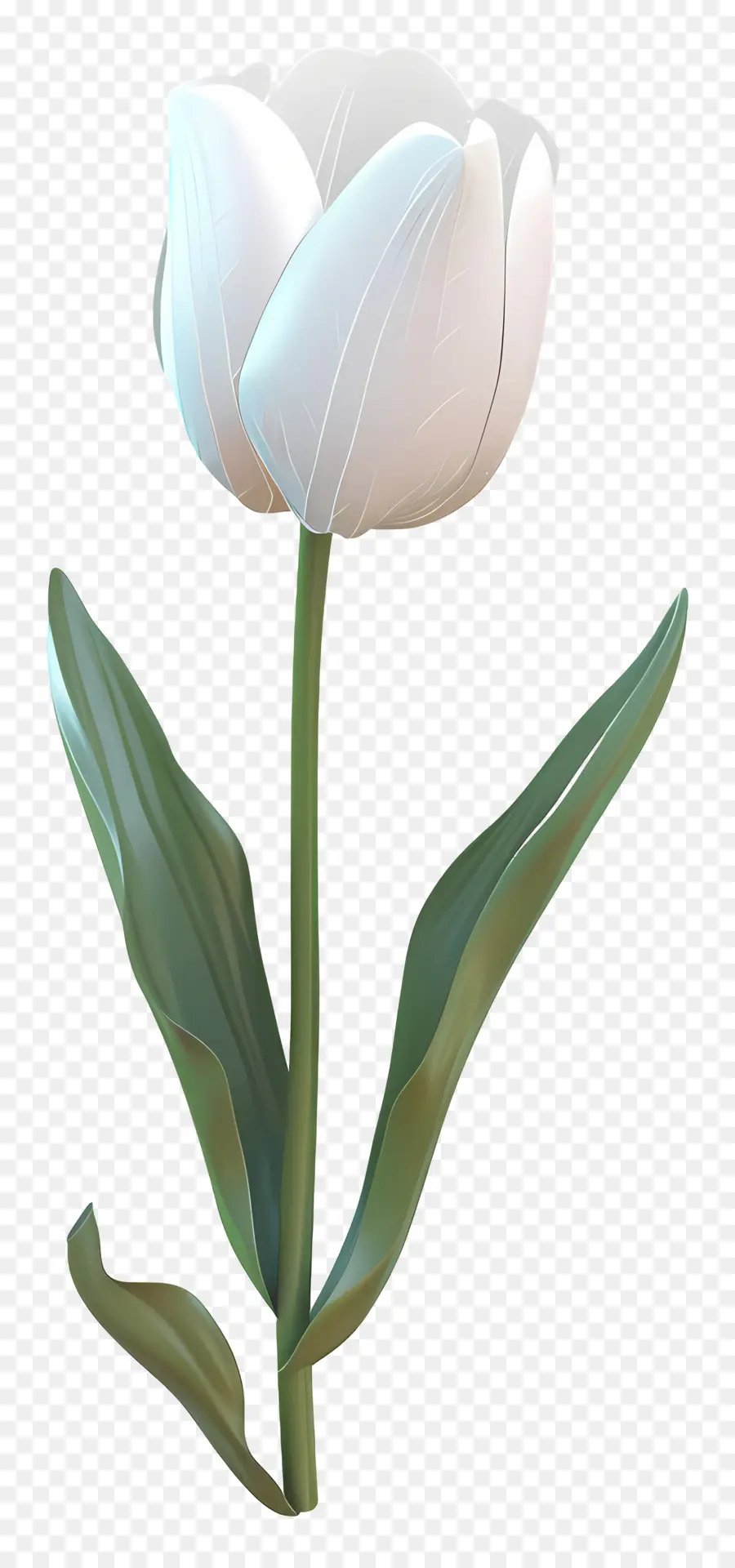 Tulipe Blanche，Tulip PNG