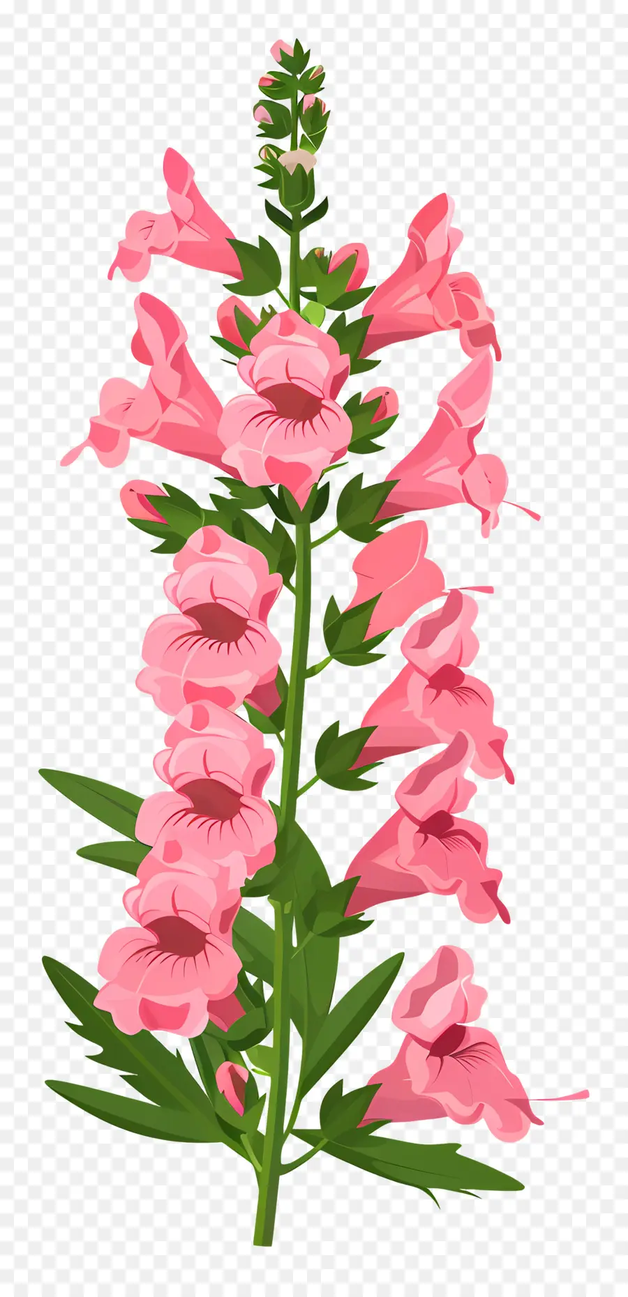 Snapdragon Fleur，Fleurs Roses PNG