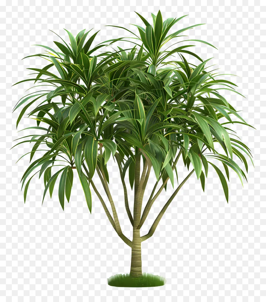 Dracaena，Plante Verte PNG
