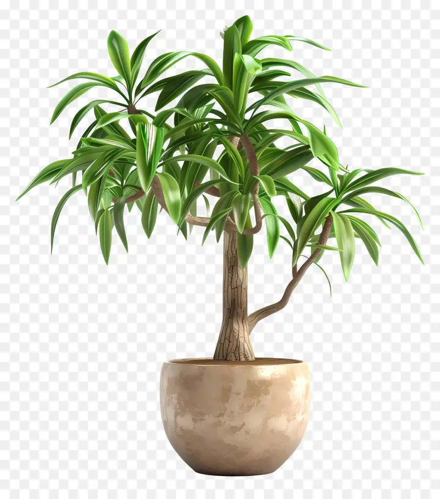 Dracaena，Arbre Ficus En Pot PNG