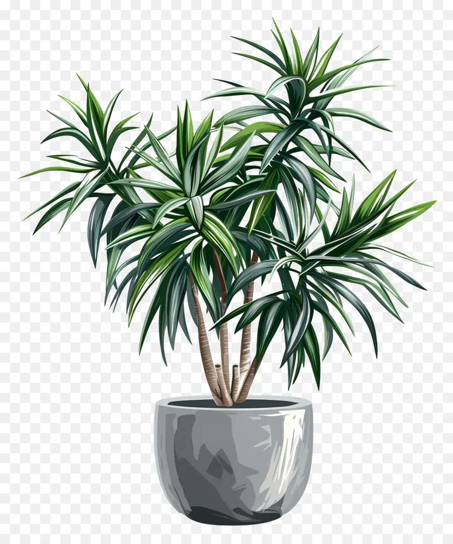 Dracaena，Plante En Pot PNG