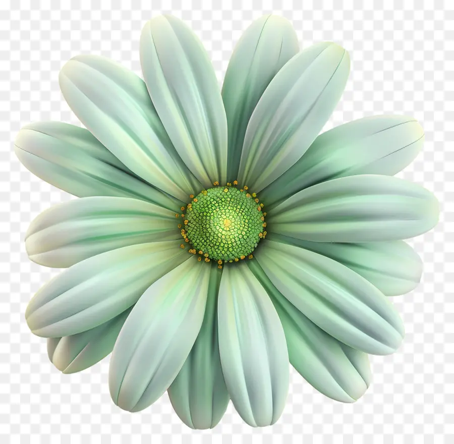 Marguerite Du Transvaal，Daisy Blanche PNG
