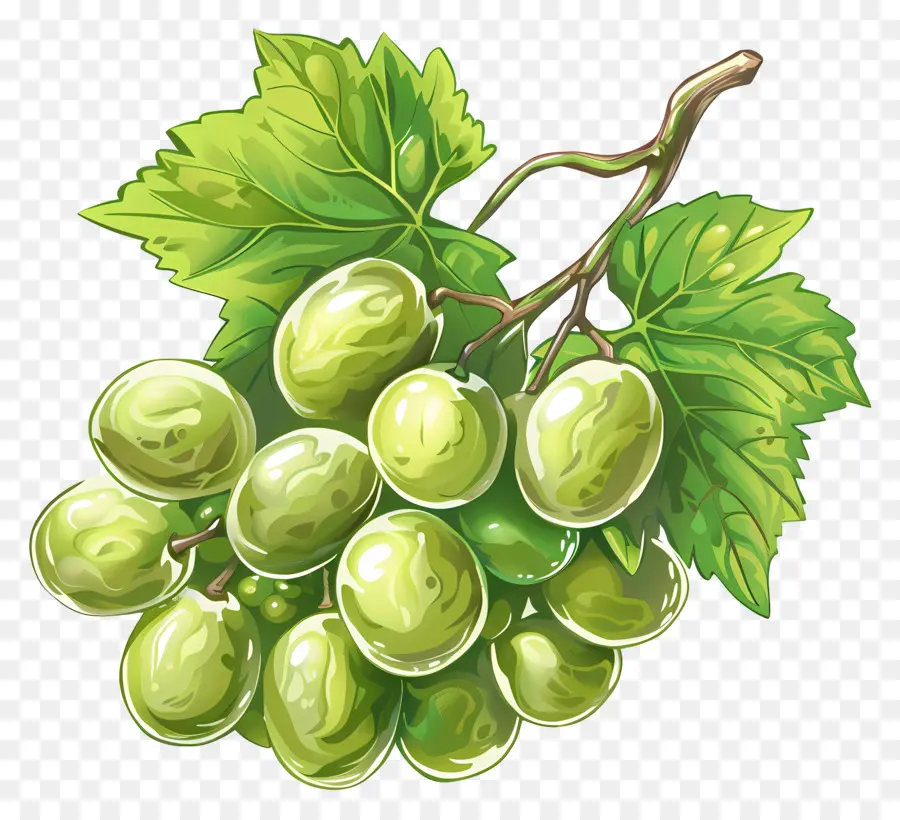 Raisins Verts，Vignoble PNG